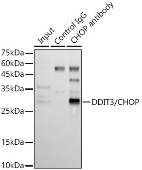 DDIT3 antibody