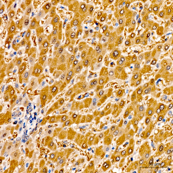 LDHA antibody