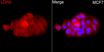 LDHA antibody