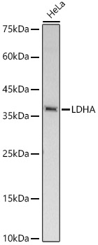 LDHA antibody