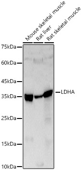 LDHA antibody