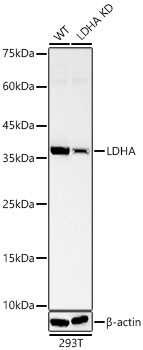 LDHA antibody