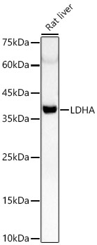 LDHA antibody