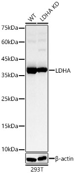 LDHA antibody