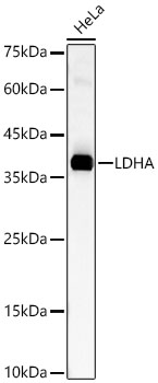 LDHA antibody