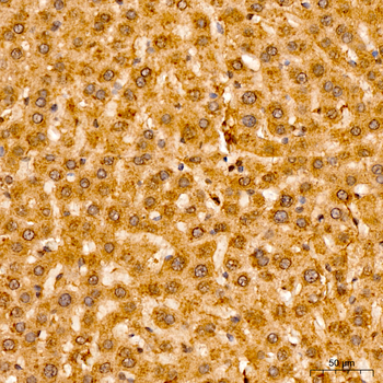 LDHA antibody