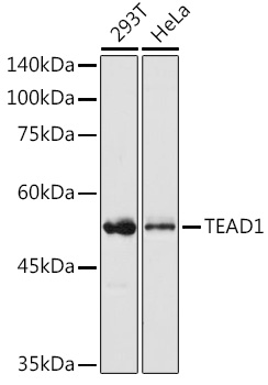 TEAD1 antibody