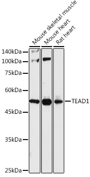 TEAD1 antibody