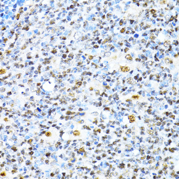 XRCC4 antibody