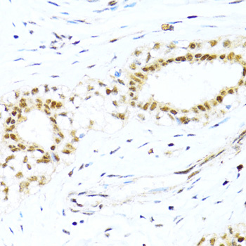 XRCC4 antibody