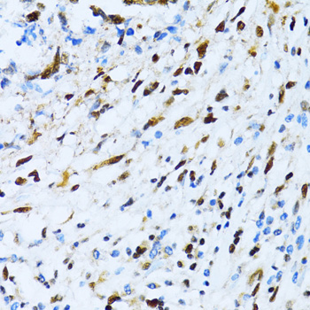 XRCC4 antibody