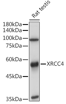 XRCC4 antibody