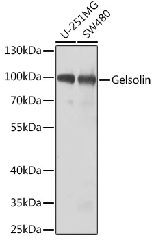 GSN antibody