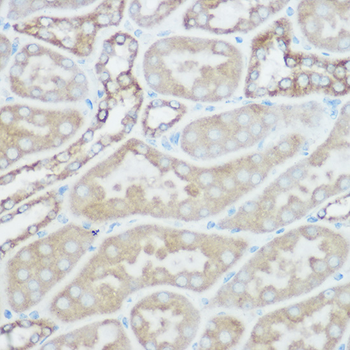 TOM20 antibody