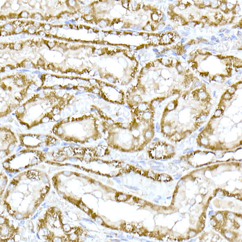 TOM20 antibody