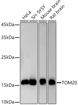 TOM20 antibody