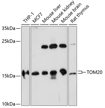 TOM20 antibody