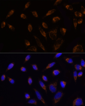 TOM20 antibody