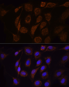 TOM20 antibody