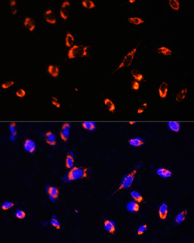 TOM20 antibody