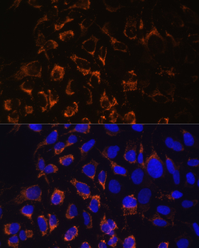 TOM20 antibody