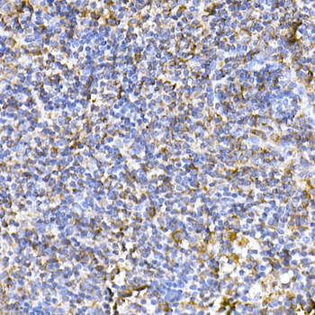 TOM20 antibody