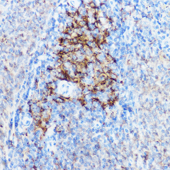 HLA-DPB1 antibody