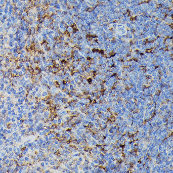 HLA-DPB1 antibody