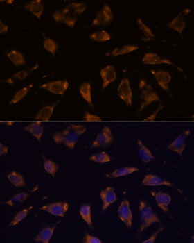 PTRF antibody