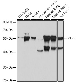 PTRF antibody