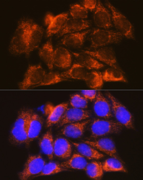 IFNAR1 antibody