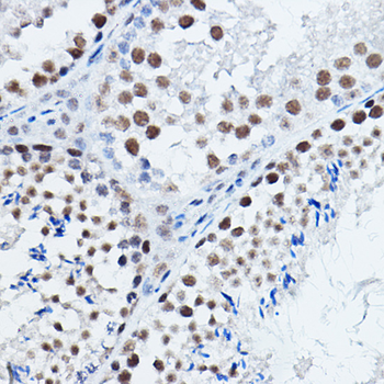 DGCR8 antibody