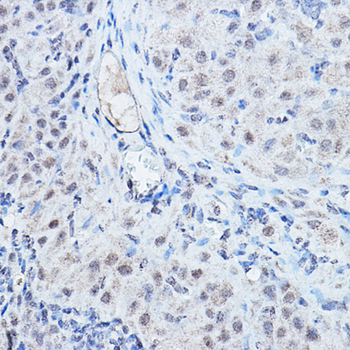 DGCR8 antibody