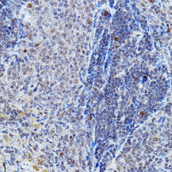 DGCR8 antibody