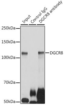 DGCR8 antibody