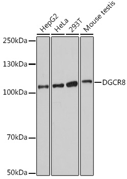 DGCR8 antibody