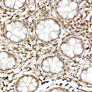 MAPK8 antibody