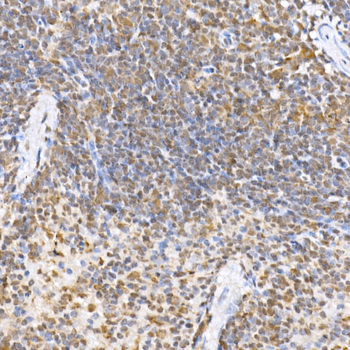 MAPK8 antibody