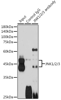 MAPK8 antibody