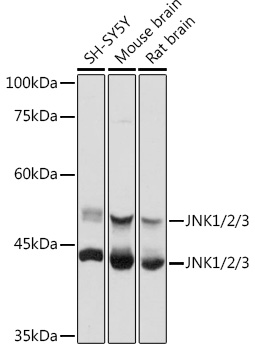 MAPK8 antibody