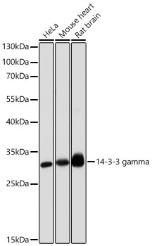 YWHAG antibody