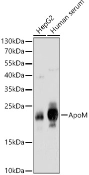 APOM antibody