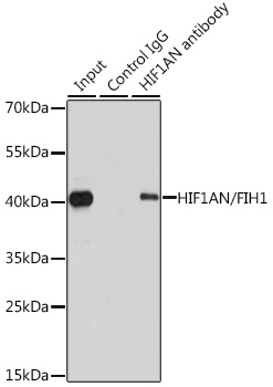 HIF1AN antibody