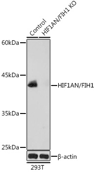 HIF1AN antibody