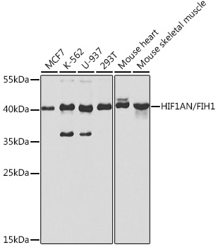 HIF1AN antibody