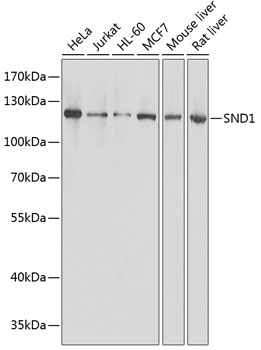 SND1 antibody