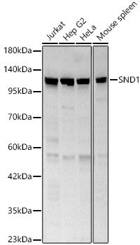 SND1 antibody