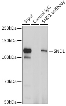 SND1 antibody