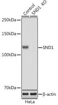 SND1 antibody