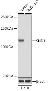 SND1 antibody